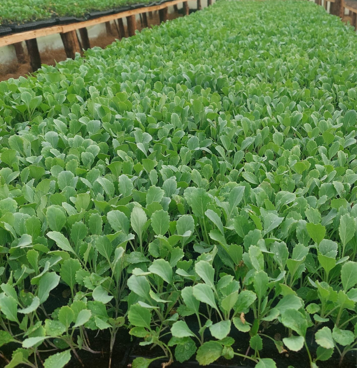 Vegetable Seedlings